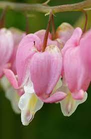 Dicentra Spectabilis Flower Photography Art Bleeding Heart Flower Heart