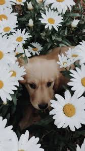 Animalfondos Isimsiz Wallpaper Cute Dog Puppys Golden Retriever 27 Ideas Para Animalfondos Isim 2020 Sevimli Kopek Yavrulari Komik Hayvanlar Ev Kopekleri