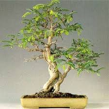 Image result for Acacia haematoxylon