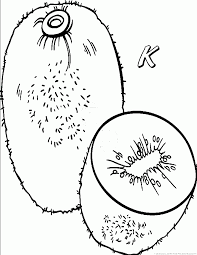 Today we will be coloring these cute looking kiwi below, grab your coloring pencils, and let's add some colors and have a blast. Kiwi Fruit Coloring Pages
