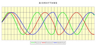 File Biorhythms Jpg Wikipedia