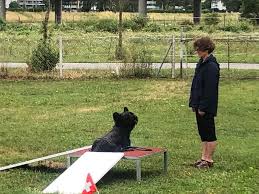 Activity Scheme by Margaret Samuel • Skye Terrier International Association
