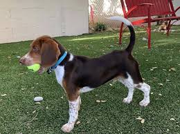 Explore 12 listings for kc registered beagle puppies for sale uk at best prices. 8 Most Beautiful Beagle Colors Coat Markings Pictures