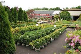 Plant Nursery Plants Organic Vegetable Garden