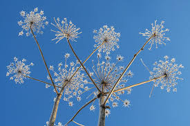 Теперь опасный сорняк заполонил россию 01:20 — 24. Borshevik Sosnovskogo I Klen Amerikanskij Kak Chuzherodnye Rasteniya Vredyat Chelovechestvu Gazeta Ru