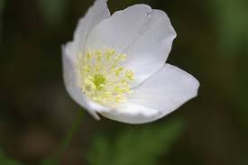 Image result for Aneilema nicholsonii