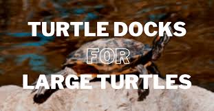 Turtle dock® and turtle pond dock®. A Guide To The Best Turtle Docks For Large Turtles The Turtle Hub