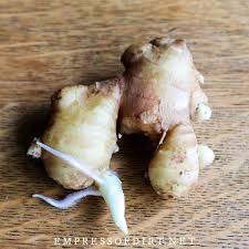 There are many species of ginger. Easy Way To Grow Ginger Root Indoors Empress Of Dirt