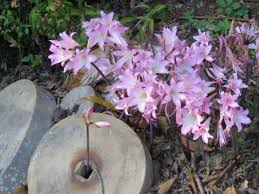 Image result for Polystachya bifida