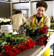 Entrust online business promotion to professionals. Roses Usa Flowers Usa Wholesale Roses Canada Wholesale Flowers Italian Wholesale Roses Suppliers Florist Vendors California Roses In Usa And Canada Vendors Roses Flowers Wholesale Roses California Orchids Suppliers Roses Wholesale Vendors