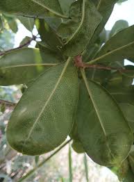 Image result for Pittosporum mildbraedii