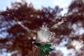 A bird hitting a window is a powerful omen that shouldn't be ignored. What Does It Mean When A Bird Hits Your Window Sign Meaning