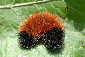 Black And Red Striped Fuzzy Caterpillar What The Woolly Bear Caterpillar Could Teach Us About Winter Wooly Bear Caterpillar Woolly Bear Fuzzy Caterpillar
