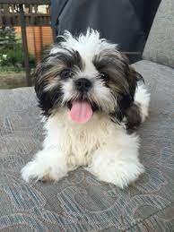 Expect lots of digging, biting and tugging.but who could be annoyed at that sweet face? Pin On Shih Tzus