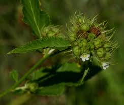 Image result for Melochia corchorifolia