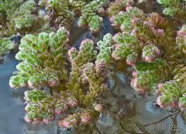 Image result for Azolla filiculoides