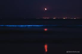 Deze luminescente effecten kunnen ook in belgië en nederland worden waargenomen, voornamelijk bij warm weer en in ondiep water. Zeldzaam Natuurverschijnsel Zeevonk Wordt Steeds Minder Zeldzaam Nos