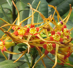 Image result for Strophanthus speciosus