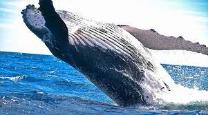 Maybe you would like to learn more about one of these? Ù…Ø¹Ù„ÙˆÙ…Ø§Øª Ø¹Ù† Ø§Ù„Ø­ÙˆØª Ø§Ù„Ø£Ø²Ø±Ù‚ Ø­ÙŠÙˆØ§Ù†Ø§Øª Ù†Øª