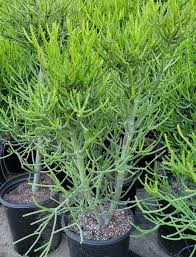 Image result for Euphorbia crebrifolia