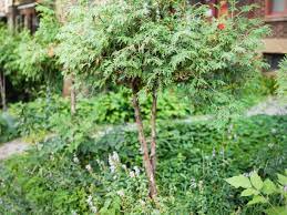 A tree suitable for one homeowner's yard and needs (or desires) may not be suitable for another's. 15 Best Small Trees For Tiny Yards