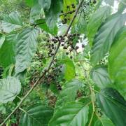 Image result for Colubrina asiatica