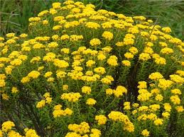 Image result for Helichrysum nitens