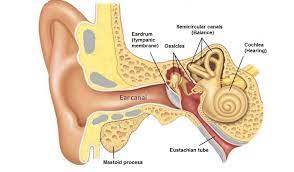 Tympanoplasty Surgery Cost Procedure Success Rate Recovery In India