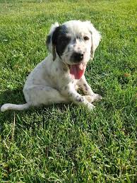 Don't miss what's happening in your neighborhood. Llewellin Setter Puppies For Sale