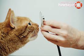 Ubat selsema kucing terbaik berubat r. Cara Merawat Hidung Berair Pada Kucing Di Rumah