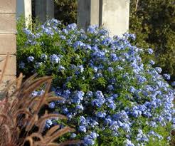 Maybe you would like to learn more about one of these? Imperial Blue Plumbago Cape Leadwort 3 Gallon Shrub Tropical Plants Flowering Gardener Direct Blue Plumbago Plants Blue Flowering Shrubs