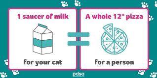 Vet Q A Can Cats Drink Milk Pdsa