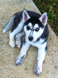 <p>how does the process work for a georgia husky rescue? All White Siberian Husky Puppy Novocom Top