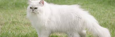 Fotosearch enhanced rf royalty free. Persian Cat Cat Breed Information Characteristics And Facts