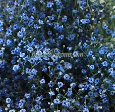 Navy blue baby breath flowers. Babys Breath Baby Breath Flowers Baby Breath Bouquet Wedding Flowers