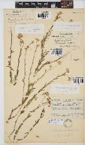 Image result for Nidorella auriculata