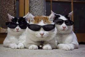 45 Cats Wearing Glasses Cat Wearing Glasses Cute Animals Cat Glasses