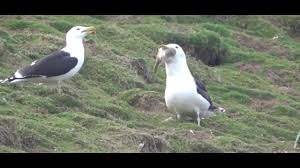 På trods af ligheden om deres levesteder er forskellene. Seagull Swallows A Whole Rabbit On Welsh Island Youtube