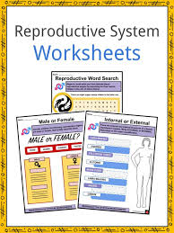 A color, cut and glue worksheet; Reproductive System Facts Worksheets For Kids