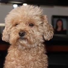 Website see online specials directions services more info. Flushing Veterinary Hospital 25 Photos 51 Reviews Veterinarians 4024 Murray St Flushing Ny Phone Number Yelp
