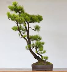 Part I Shore Pine Design Puzzle Bonsai Tree Care Bonsai Tree Pine Design