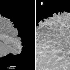 Image result for Dissotis pachytricha
