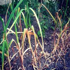 And when it's ready to be eaten, you'll know how and when to harvest. Garlic Ready To Harvest Grow Pittsburgh