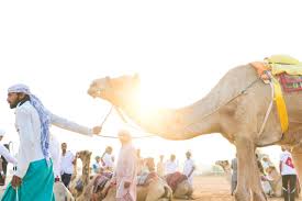 Popular running shoes podcast pro runner $alaries. Dubai S Camel Marathon Strategy Beats Speed In Longest Race With Human Jockeys The National