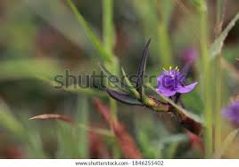 Image result for Cyanotis axillaris