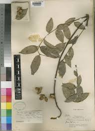 Image result for Allophylus ferrugineus