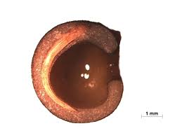 Image result for Galium ossirwaense