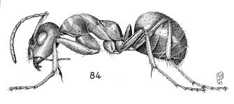 Flying Ants in Your House? Here’s What to Do (and What Not to Do)