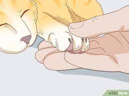 However, if your cat is as resistant as my kitty jackie, the nail trimming while asleep technique should work the best. How To Trim Your Cat S Nails With Pictures Wikihow