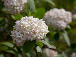 The vines also produce berries in autumn that draw larger birds to the feast. The Most Fragrant Shrubs Types Of Shrubs Hgtv